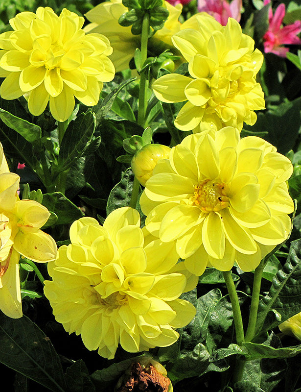 DAHLIETTA JULIA YELLOW DAHLIA 4in