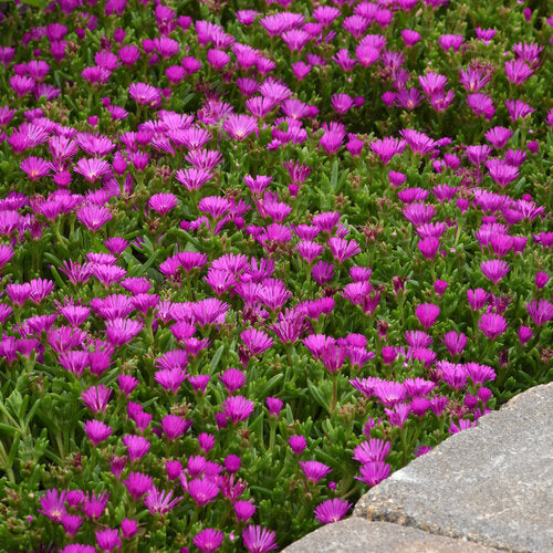OCEAN SUNSET VIOLET ICE PLANT 1gal