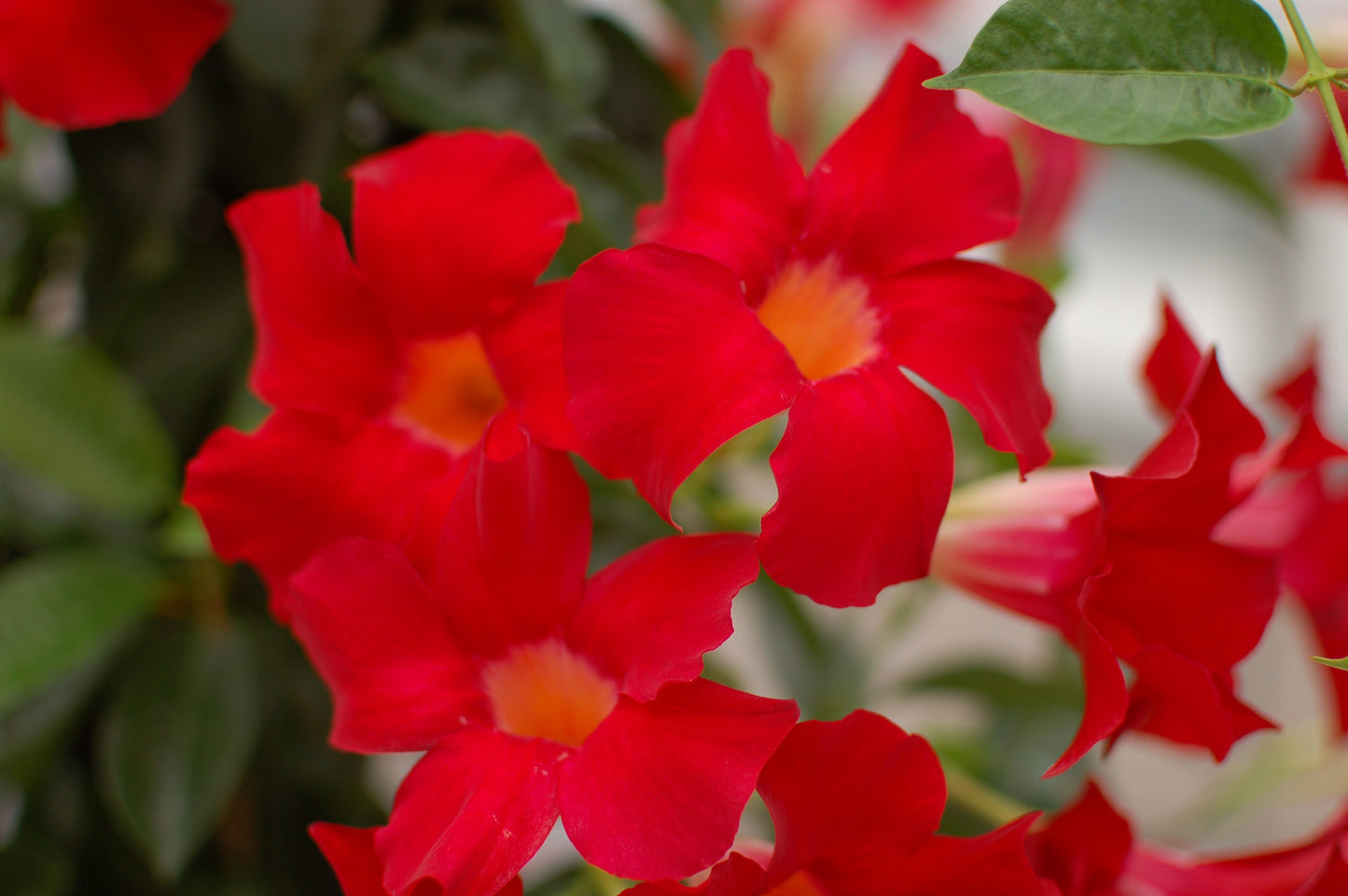 SUNDENIA SUPREMA CRIMSON MANDEVILLA 2gal