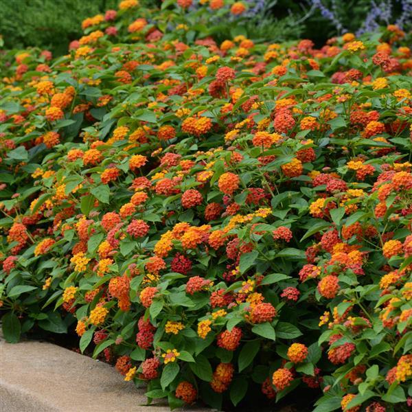 ASSORTED LANTANA 1gal