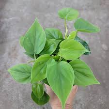 Philodendron Cordatum