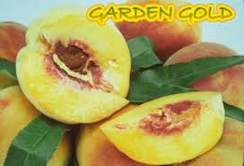 GARDEN GOLD PEACH DWARF 7gal