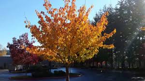 KWANZAN FLOWERING CHERRY TREE 10gal