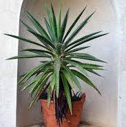 CACTUS MIX POTTING SOIL 1cf