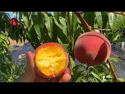 RED HAVEN PEACH 7gal