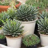 CACTUS MIX POTTING SOIL 1cf