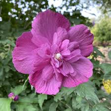 DARK LAVENDER CHIFFON HIBISCUS 2gal