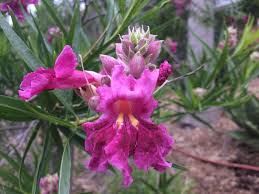 SWEET BUDDA DESERT WILLOW 5gal