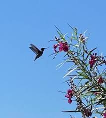 SWEET BUDDA DESERT WILLOW 5gal