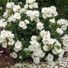 WHITE CARPET ROSE 2gal