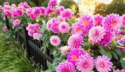 SUPER PHOSPHATE 3.25lb