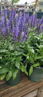 NOBLE KNIGHT SALVIA 3gal