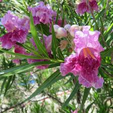 SWEET BUDDA DESERT WILLOW 5gal