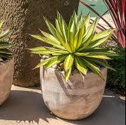 CACTUS MIX POTTING SOIL 1cf