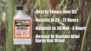 DECIMATE WEED & GRASS KILLER 16oz