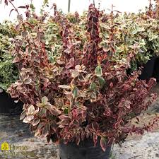 IVORY JADE EUONYMUS 2gal