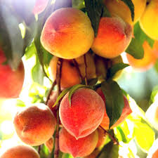 SNOW BEAUTY PEACH TREE 7gal