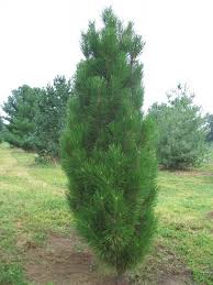 ARNOLD SPRUCE 10gal