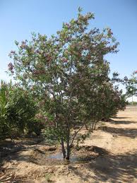 SWEET BUDDA DESERT WILLOW 5gal