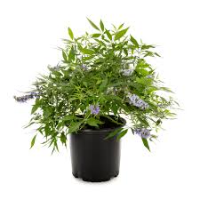 HONEY BEE CHASTE TREE 5gal