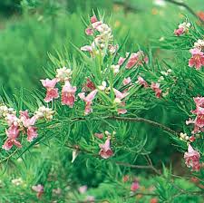 SWEET BUDDA DESERT WILLOW 5gal