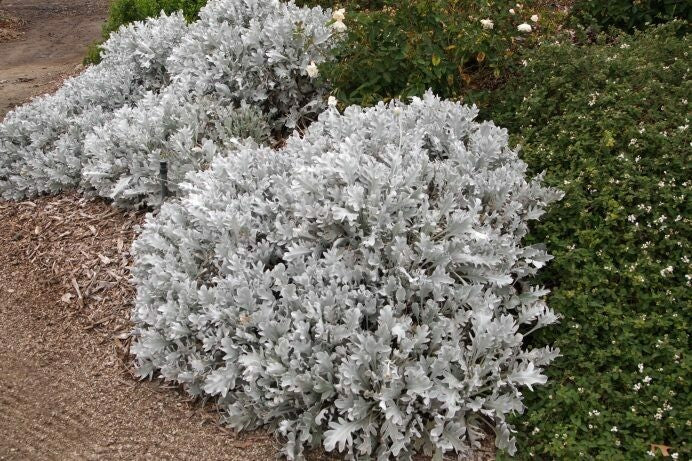 SNOWFLAKE DUSTY MILLER 1gal