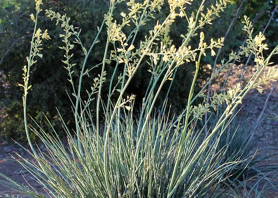 LITTLE MISS SUNSHINE YUCCA