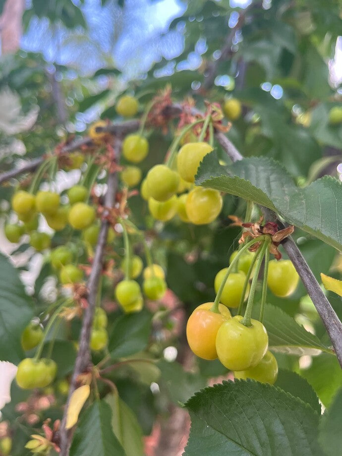 RAINIER CHERRY TREE 5gal