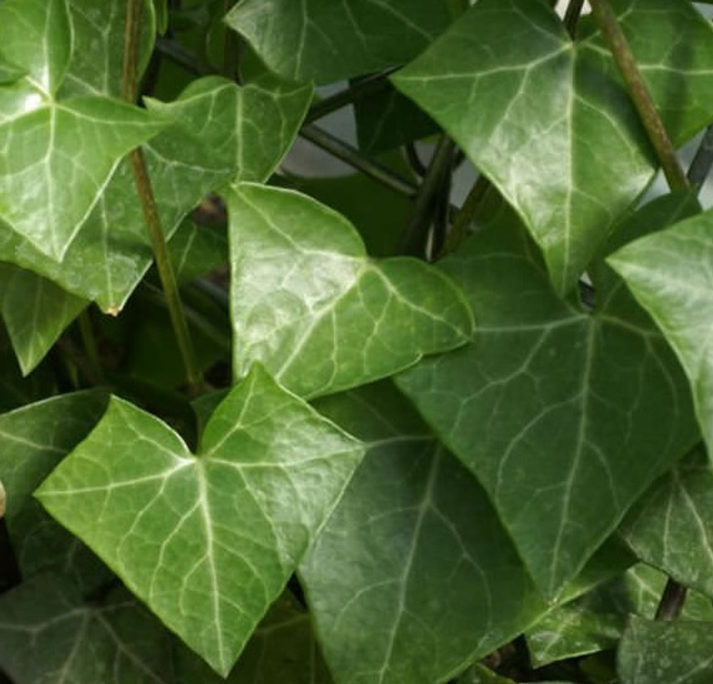WAX IVY 6in HANGING
