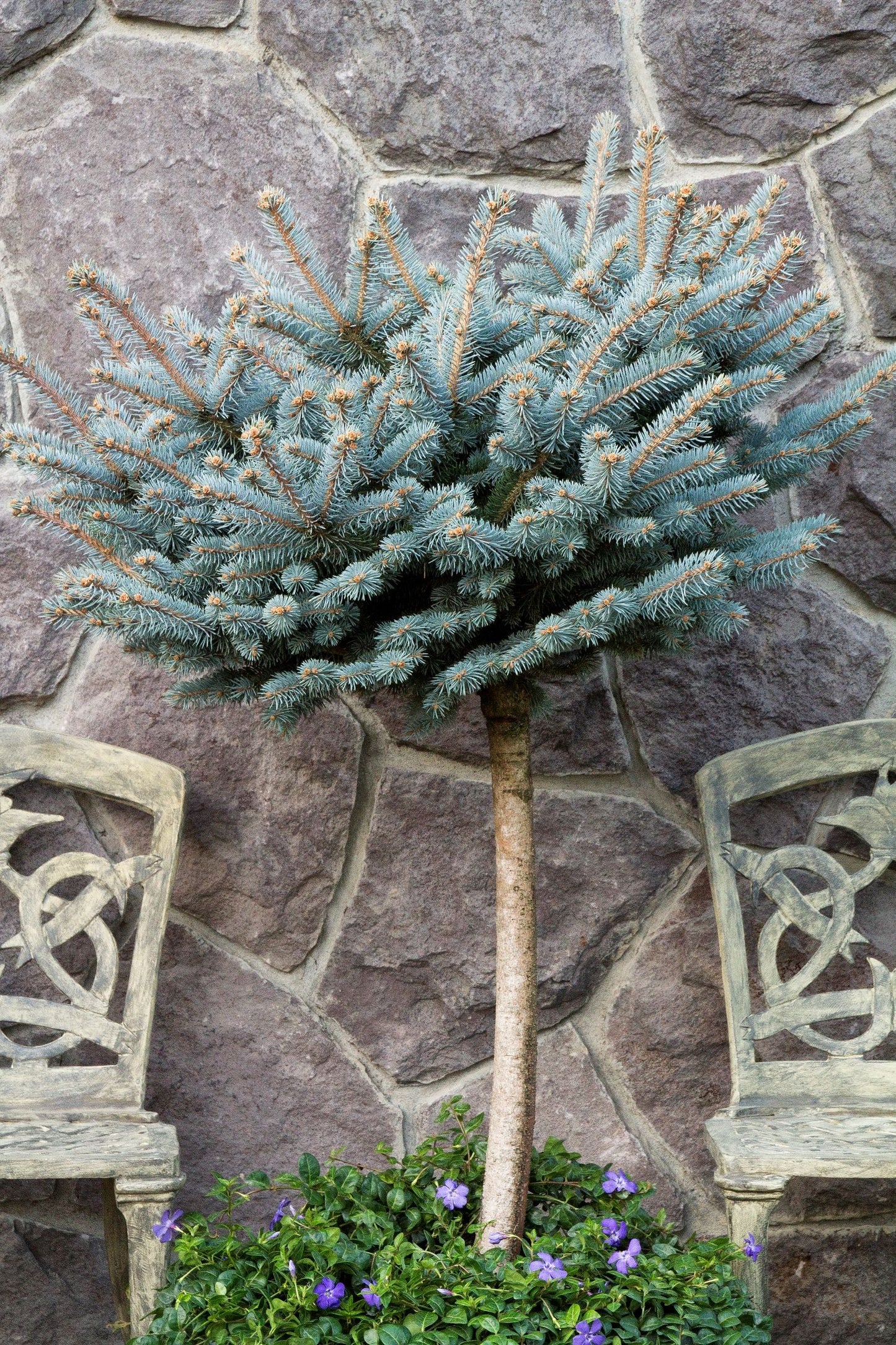 GLOBE BLUE SPRUCE TOPIARY 5gal