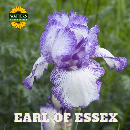 Earl of Essex Bearded Iris - Reblooming