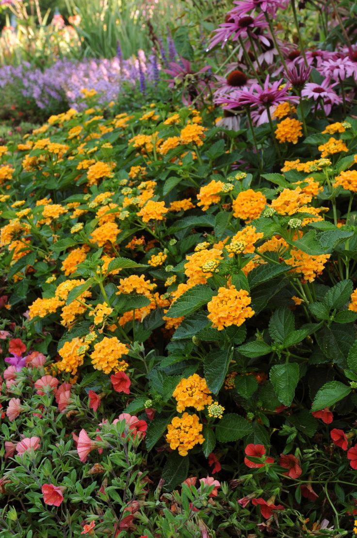 CASABLANCA LANTANA 1gal