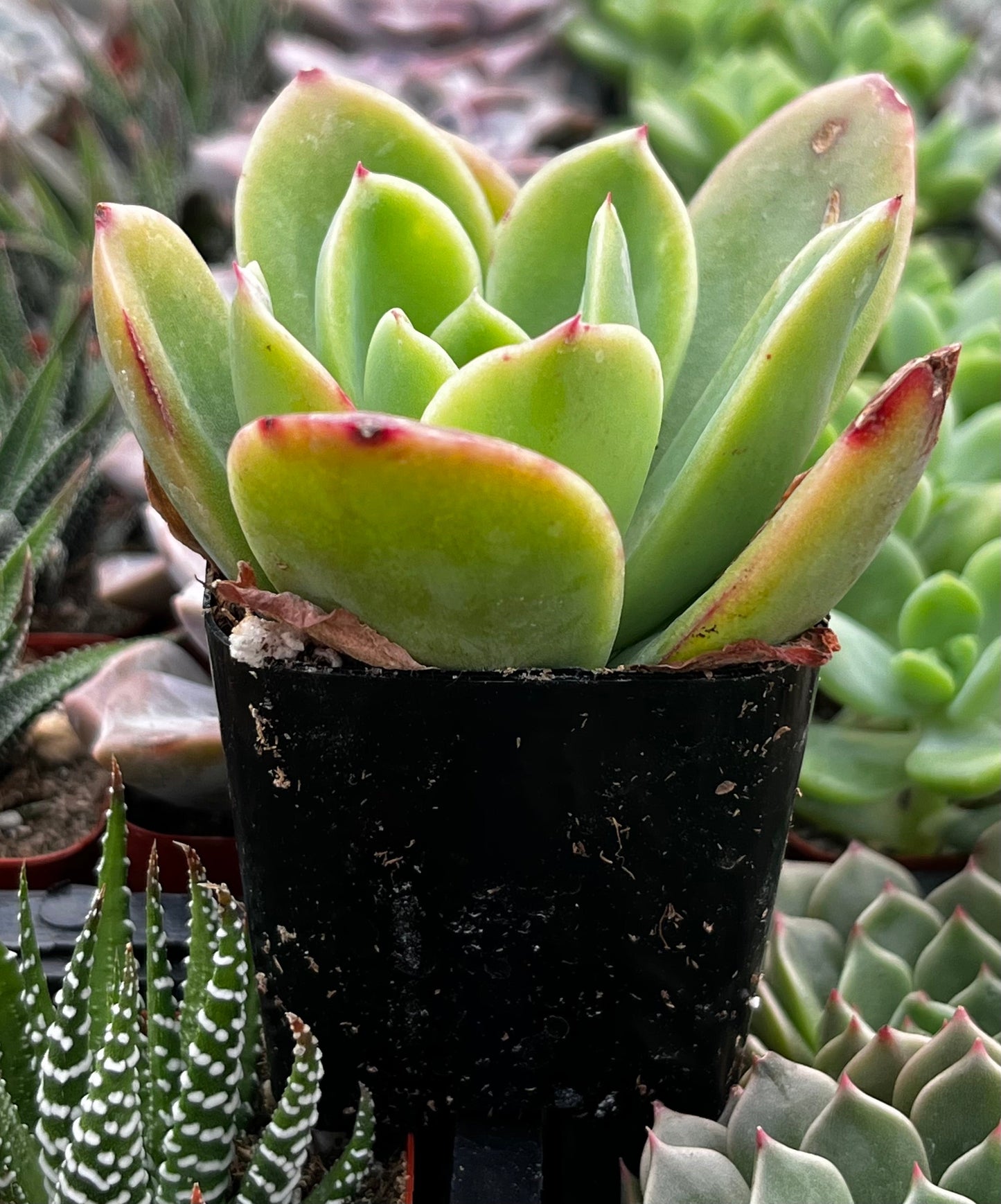 Echeveria Golden Glow