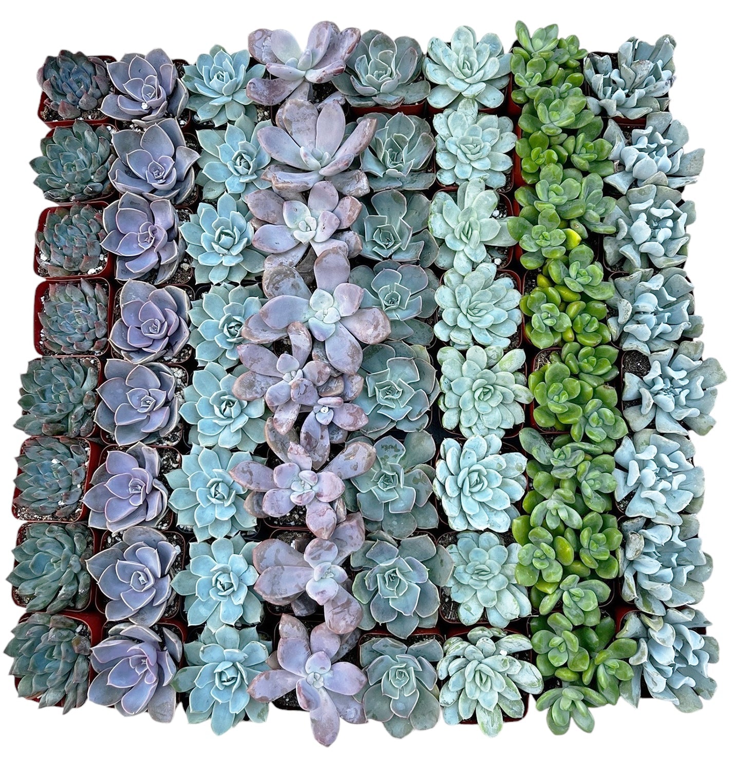 rosette succulents bulk Bulk Echeveria Rosette Succulents