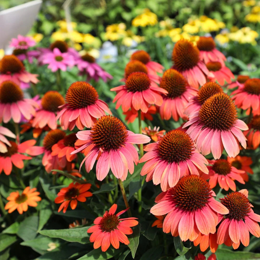 POCO HOT CORAL ECHINACEA 1gal