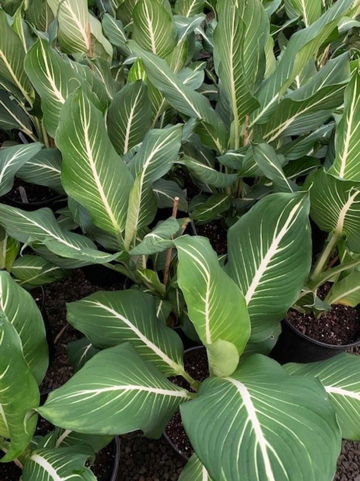 STERLING DIEFFENBACHIA 12in