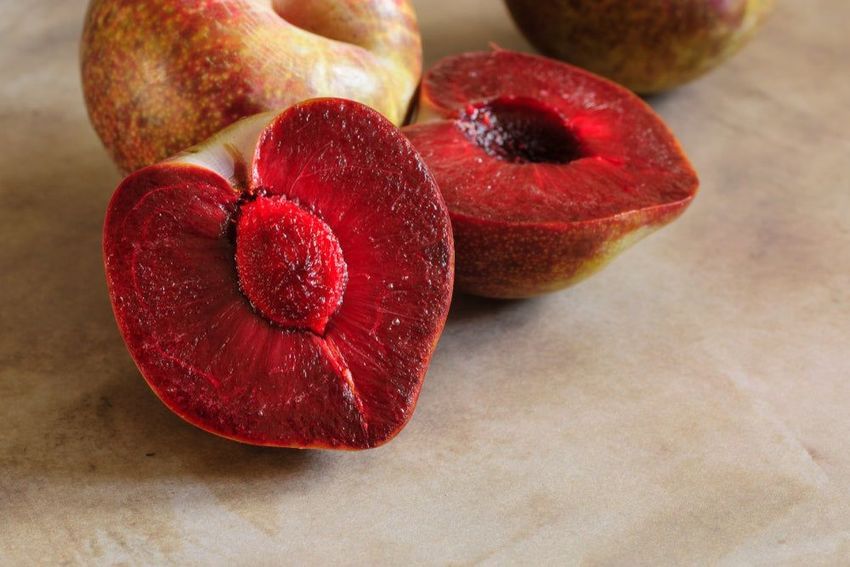 ELEPHANT HEART PLUM TREE 7gal