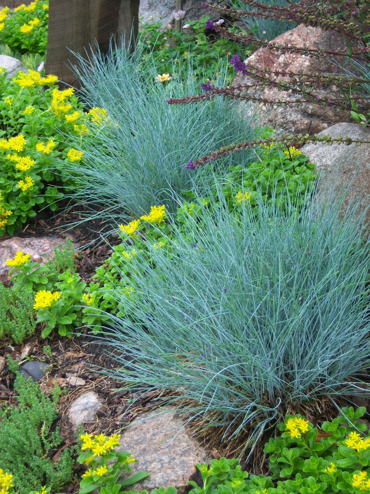 BLUE FESCUE 1 GAL