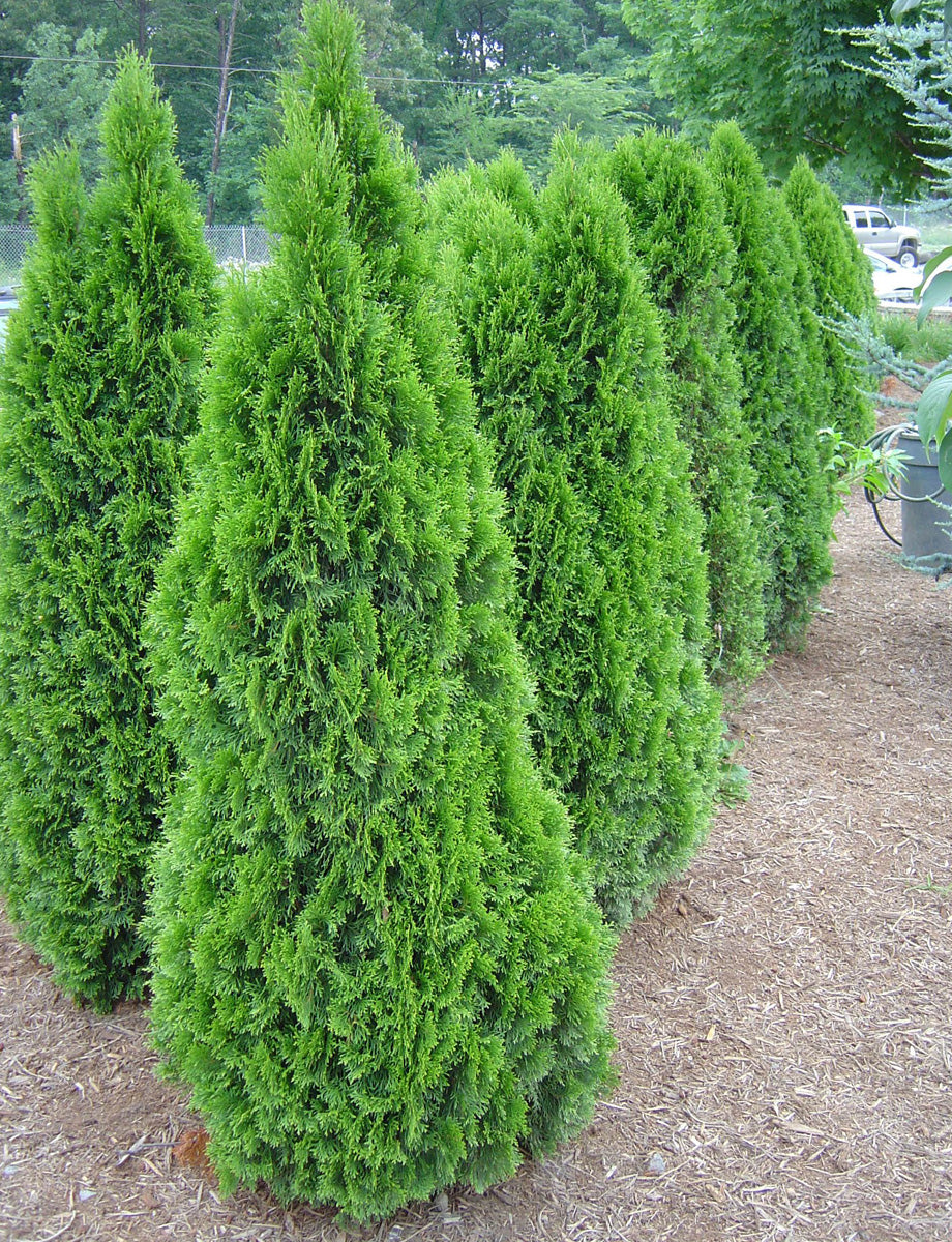EMERALD GREEN ARBORVITA 5gal