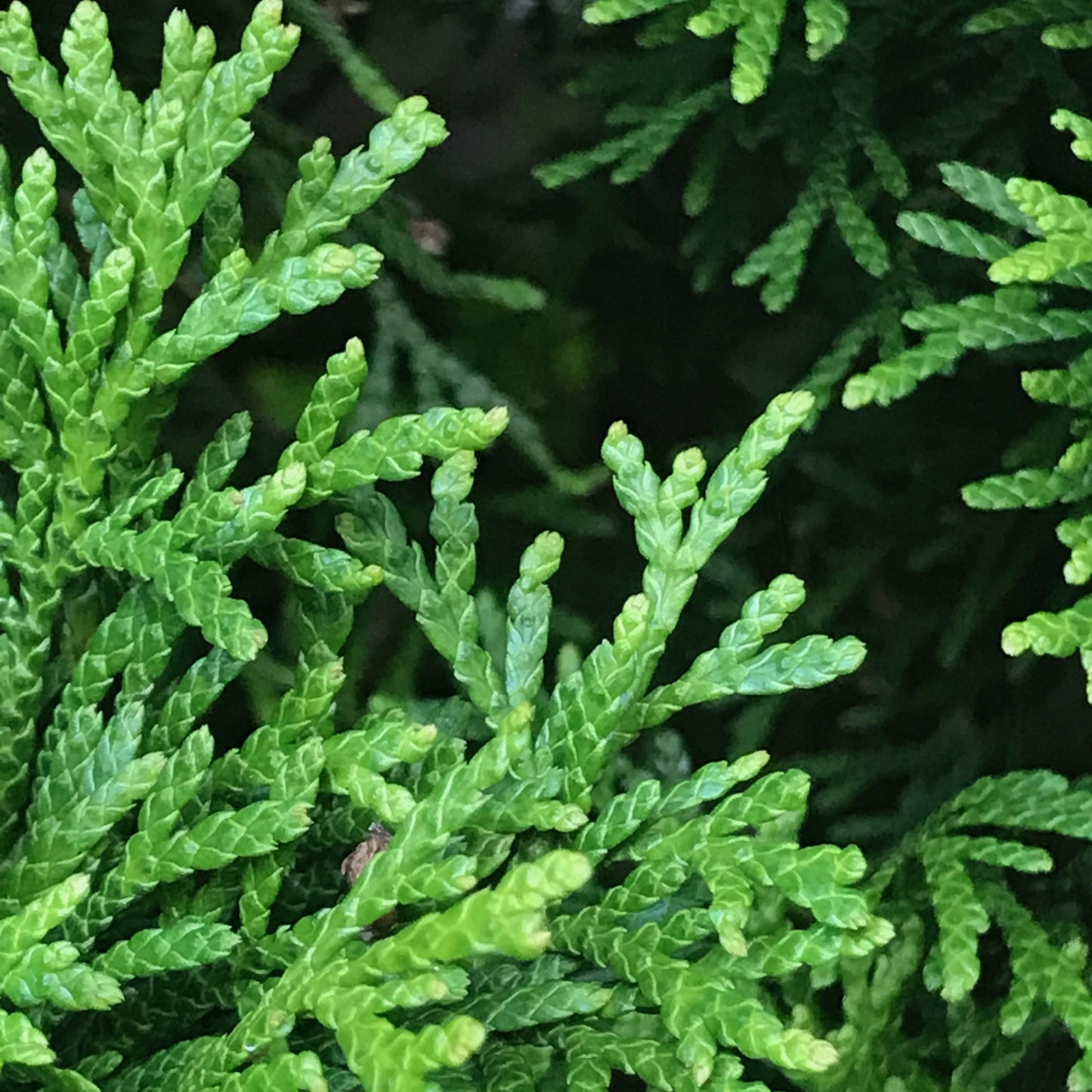 EMERALD GREEN ARBORVITA 5gal