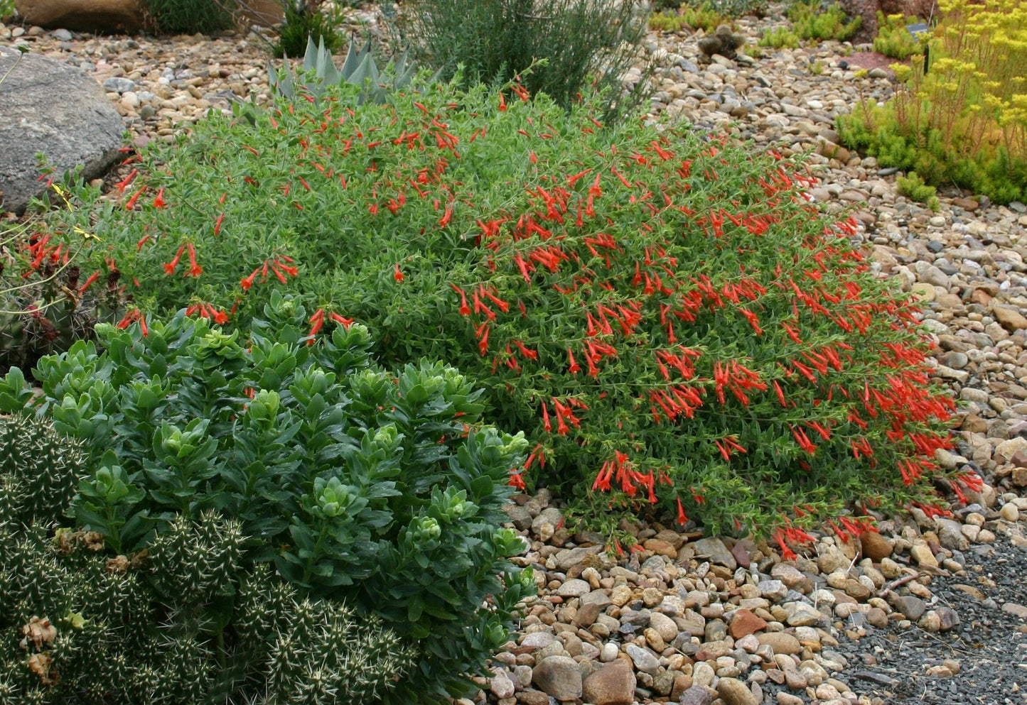 ORANGE CARPET HUMMINGBIRD TRUMPET 1gal
