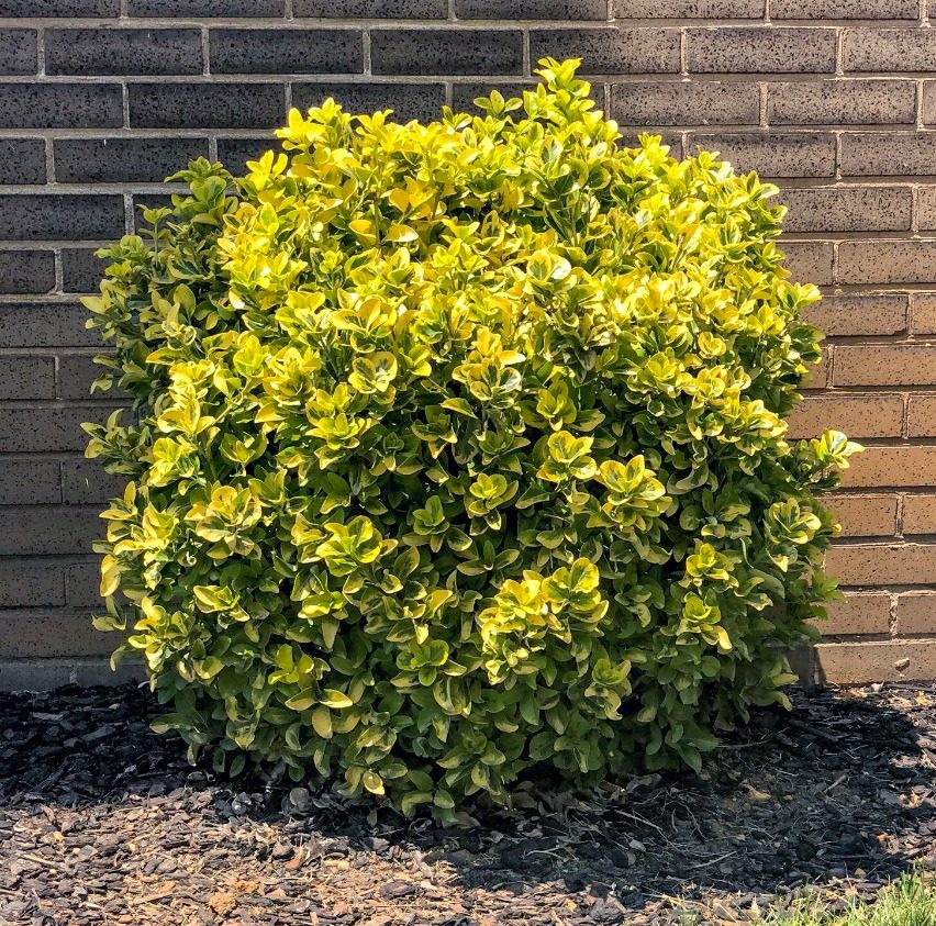 GOLDEN EUONYMUS 5gal