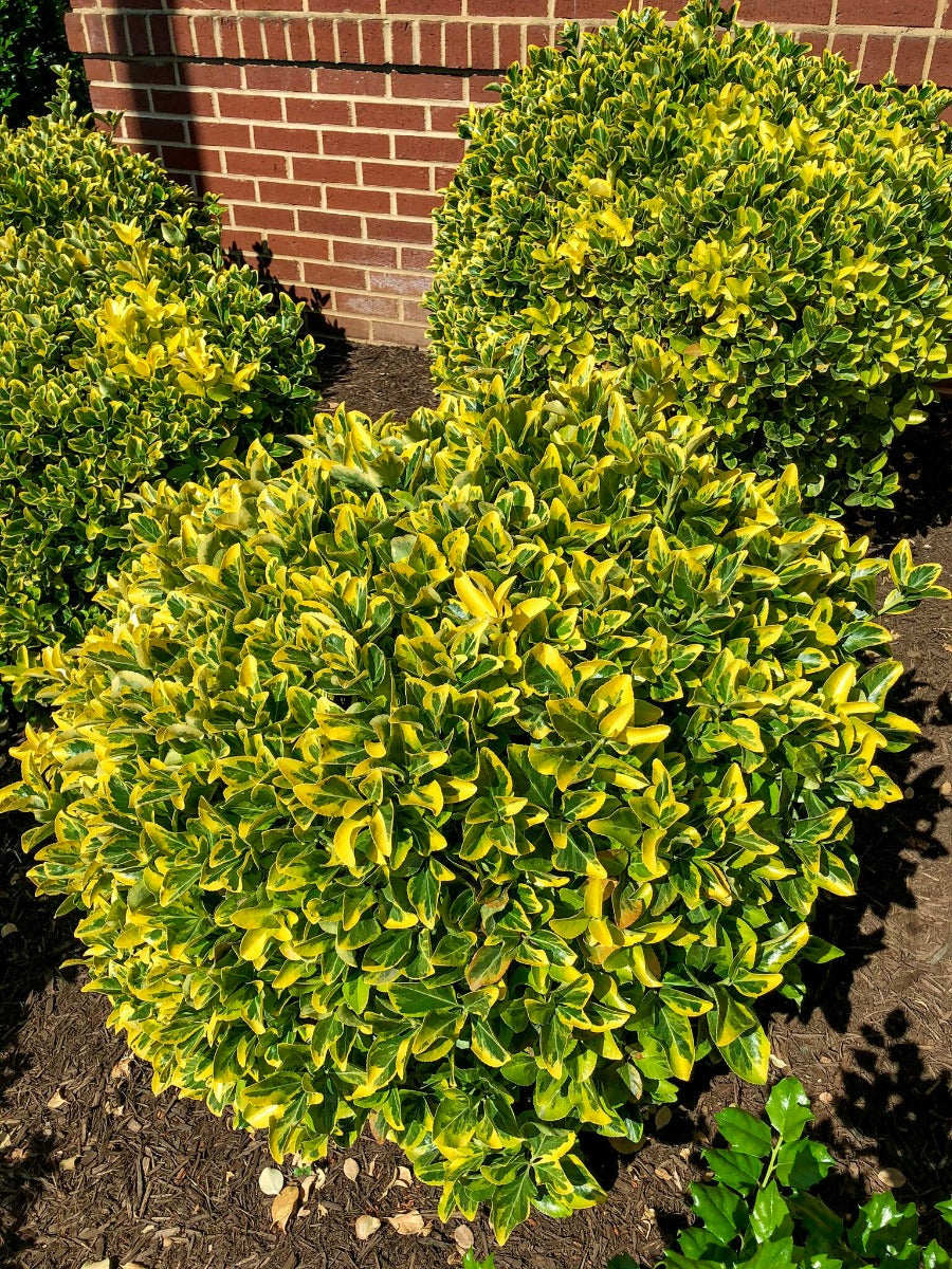 SUNNY DELIGHT BOXLEAF EUOYMUS 2gal