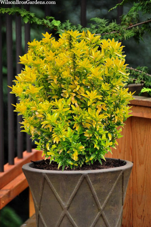 GOLDEN EUONYMUS 5gal