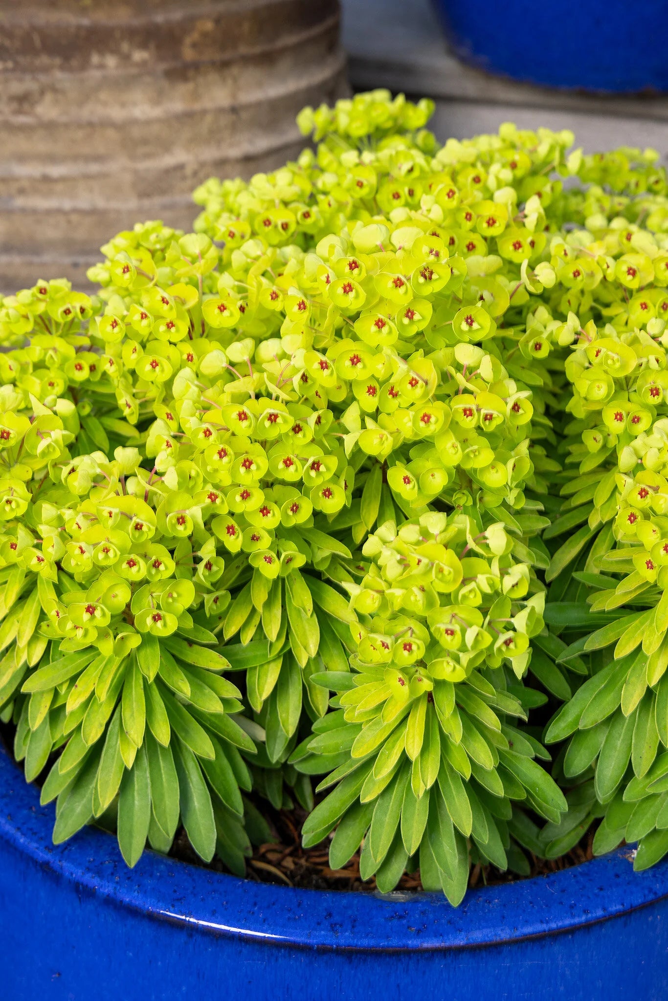 TINY TREASURE EUPHORBIA 1gal