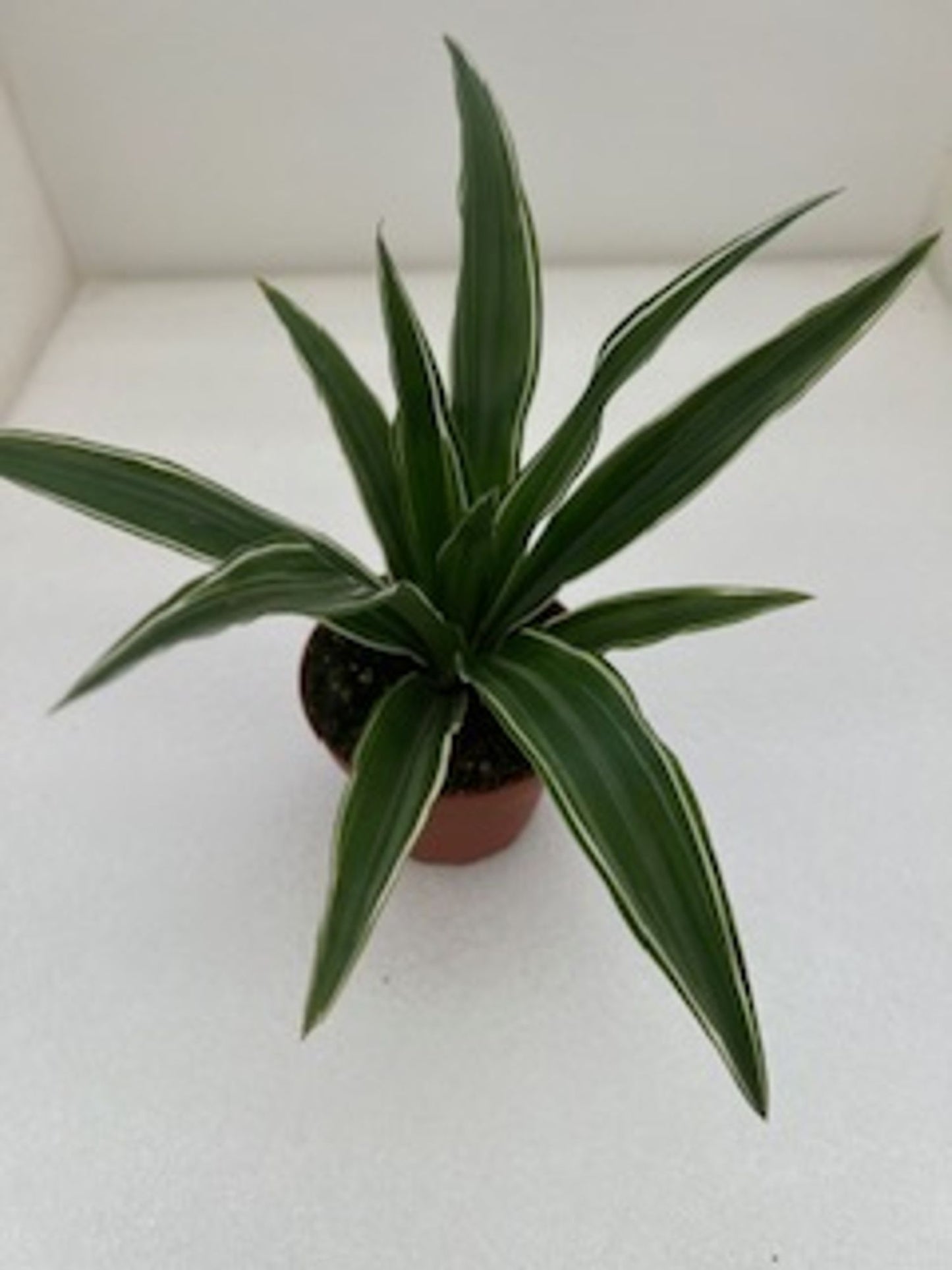 DRACAENA WARNECKII 4in