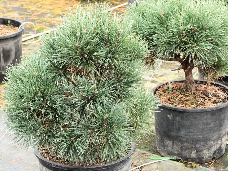 SCOTCH DWARF PINE 5gal