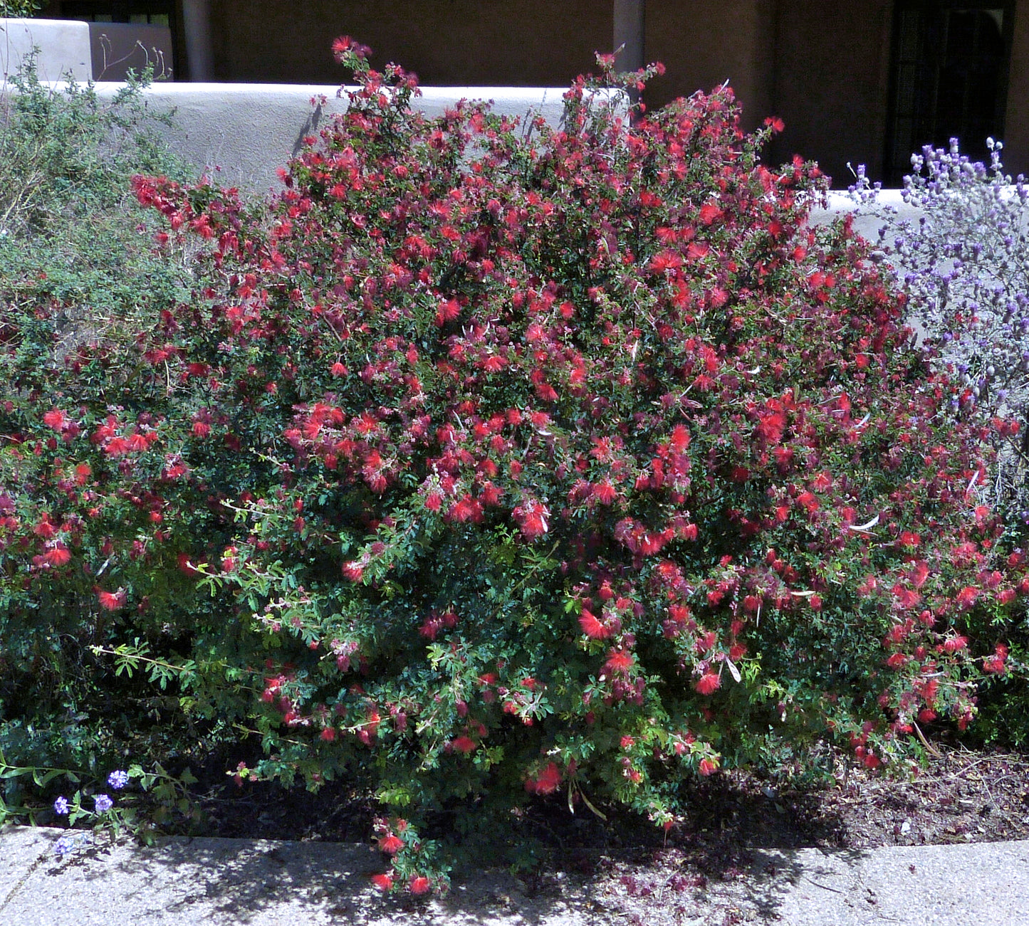 MEXICALI ROSE BAJA FAIRY DUSTER 1gal