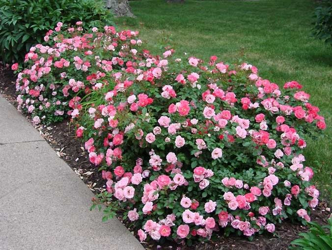 SUNRISE SUNSET EASY ELEGANCE ROSE 2gal