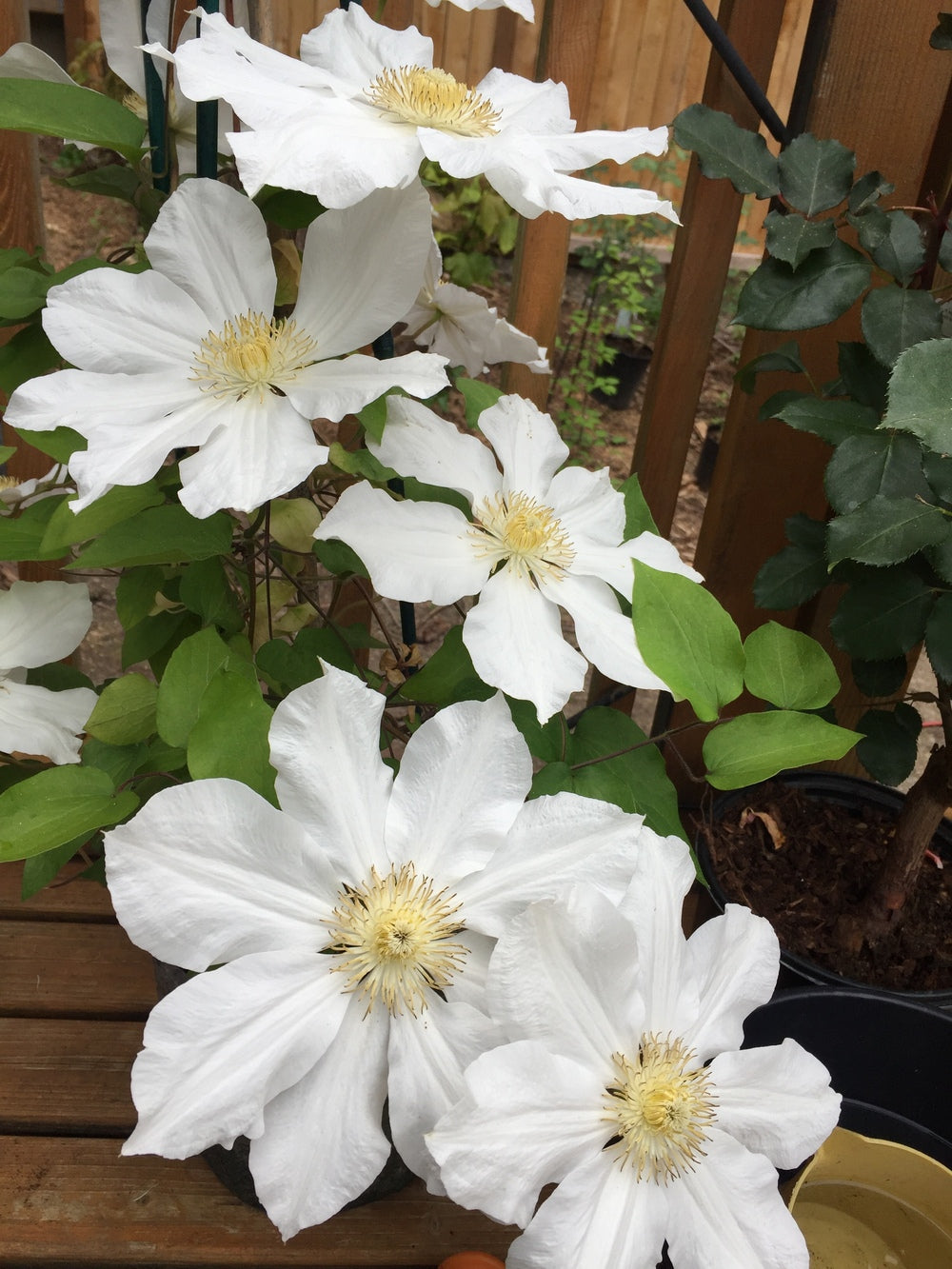 TOKI CLEMATIS 2gal